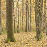 Autumn in the High Fens